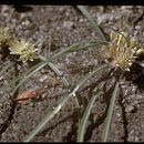 Image of <i>Allium <i>obtusum</i></i> var. obtusum
