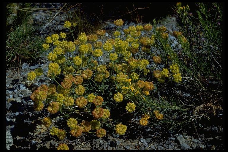 Image of sulphur-flower buckwheat