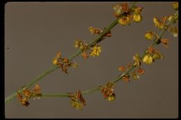 Image of common sheep sorrel