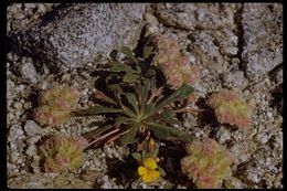 صورة Cistanthe monosperma (E. Greene) M. A. Hershkovitz