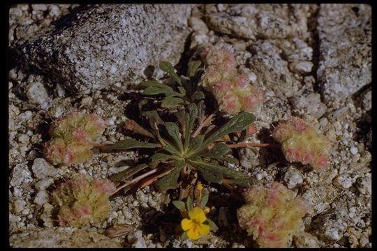 صورة Cistanthe monosperma (E. Greene) M. A. Hershkovitz