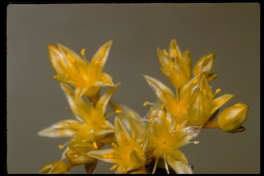 صورة Sedum stenopetalum Pursh