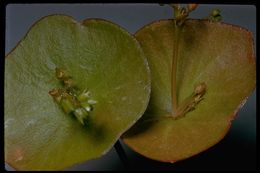 Image of Indian lettuce