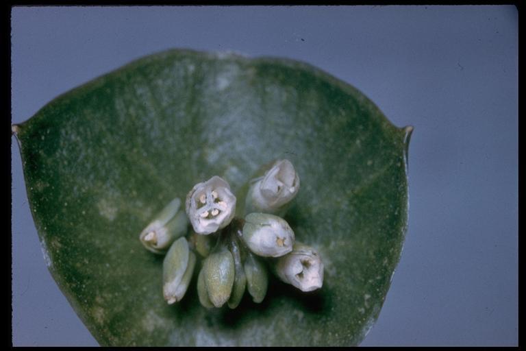 Image of Indian lettuce