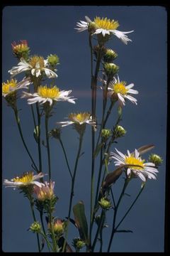 Image of western aster