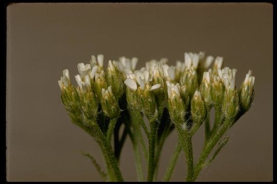 Image of yarrow, milfoil