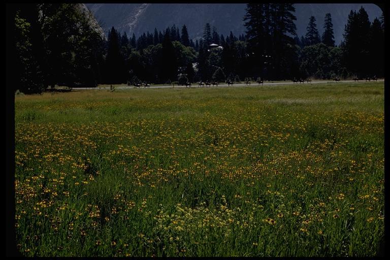 Image of Bigelow's sneezeweed