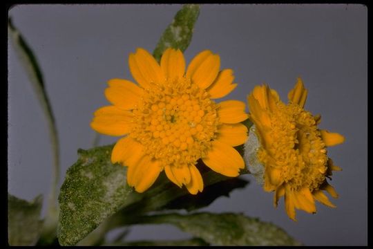 Image de Eriophyllum lanatum var. croceum (Greene) Jepson