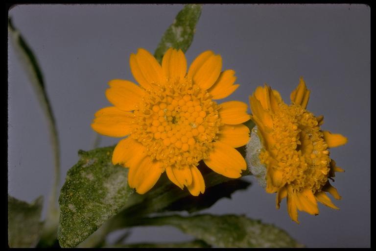 Image of common woolly sunflower