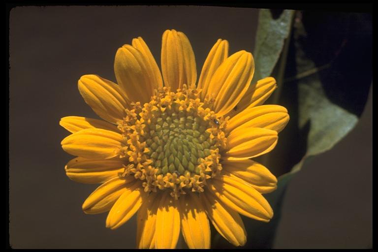 Wyethia angustifolia (DC.) Nutt. resmi