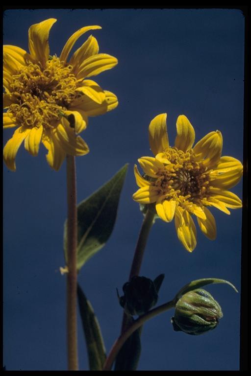 Wyethia angustifolia (DC.) Nutt. resmi