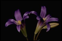 Plancia ëd Brodiaea elegans Hoover