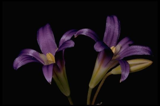 Imagem de Brodiaea elegans Hoover