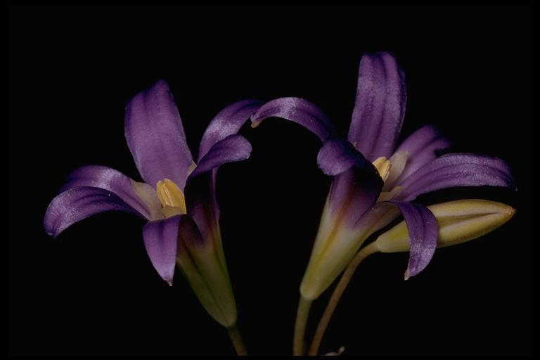 Sivun Brodiaea elegans Hoover kuva