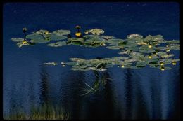 Image of Rocky Mountain pond-lily