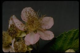 Image of Himalayan blackberry