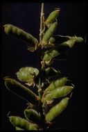 Image of big-leaved lupine