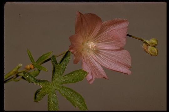 Image de Sidalcea glaucescens Greene.