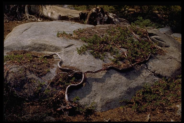 Imagem de Arctostaphylos nevadensis A. Gray