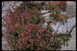 Слика од Penstemon newberryi Gray