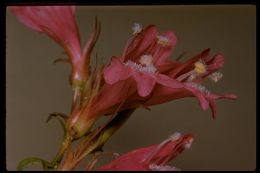 Слика од Penstemon newberryi Gray