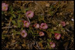 Image of <i>Mimulus torreyi</i>