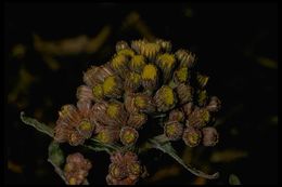 Image of lambstongue ragwort