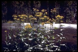 Senecio triangularis Hook.的圖片