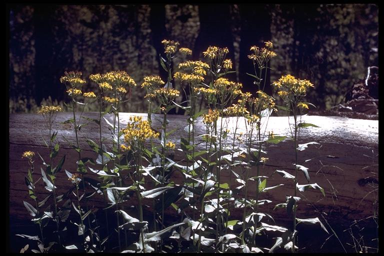 Imagem de Senecio triangularis Hook.