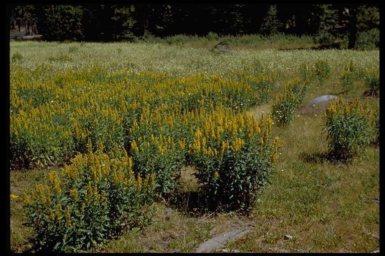 Image of <i>Solidago lepida</i> var. <i>salebrosa</i>