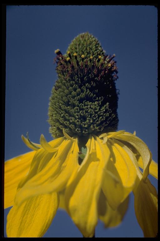 Rudbeckia californica A. Gray的圖片