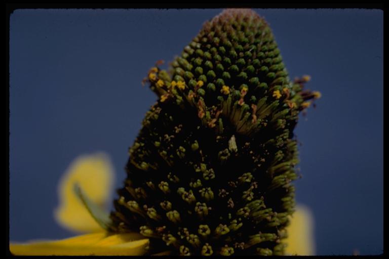 Rudbeckia californica A. Gray的圖片