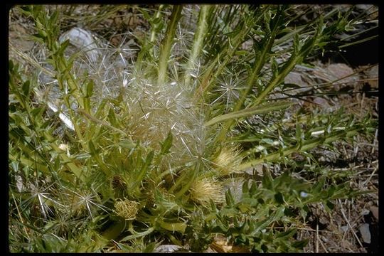 Image of meadow thistle