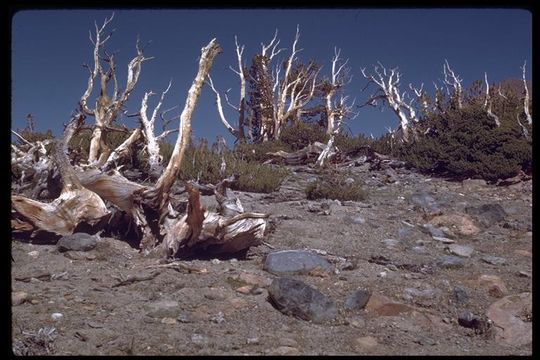 Image of whitebark pine