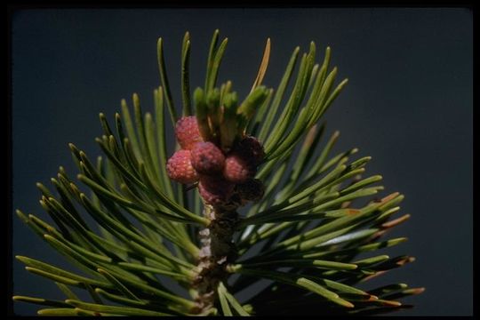 Image of whitebark pine