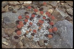 Imagem de Eriogonum ovalifolium Nutt.