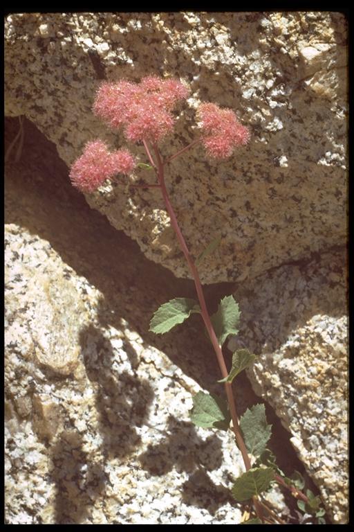 Image of rose meadowsweet