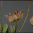 Imagem de Trifolium depauperatum var. stenophyllum (Nutt.) McDermott