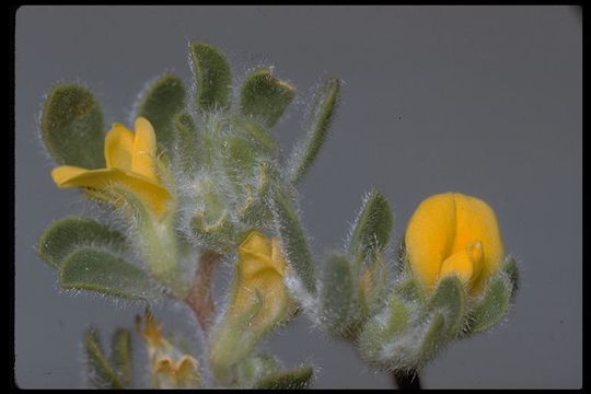 Image of foothill deervetch