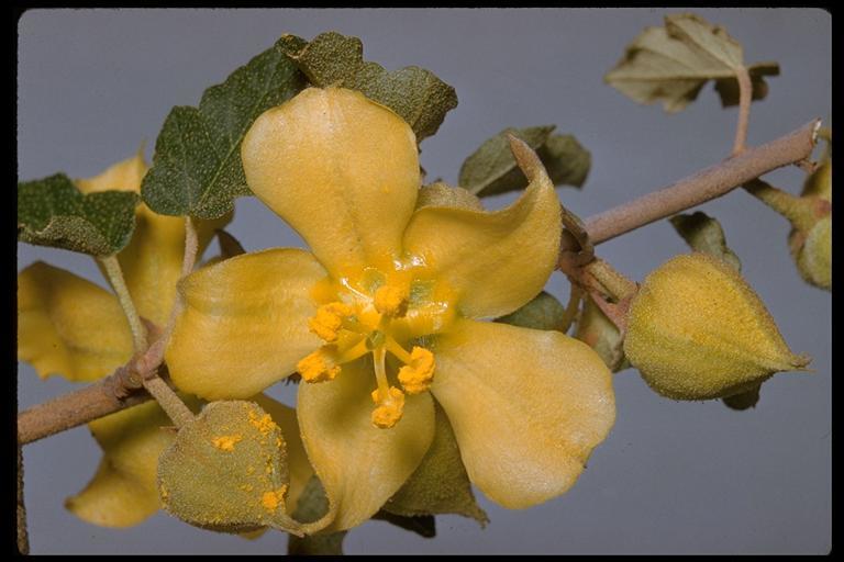 Sivun Fremontodendron californicum (Torr.) Coult. kuva