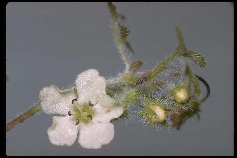 Imagem de Nemophila heterophylla Fisch. & C. A. Mey.