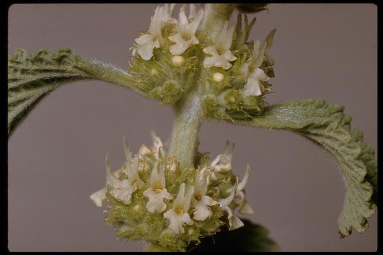 Image of horehound