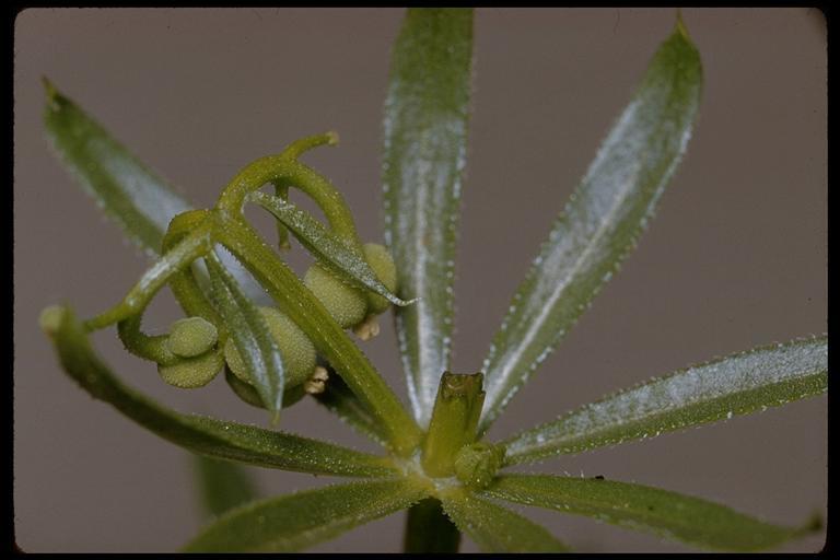 Image of rough corn bedstraw, corn cleavers