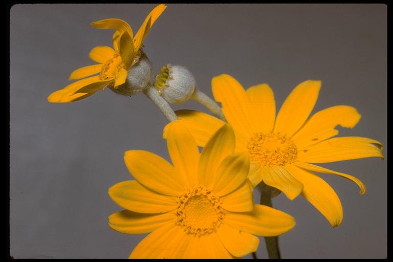 Image of common woolly sunflower