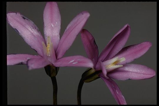 صورة Brodiaea appendiculata Hoover