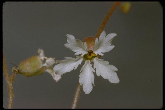 Image of hillside woodland-star