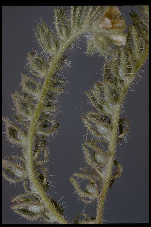 Phacelia cicutaria Greene resmi