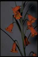 Image of scarlet fritillary