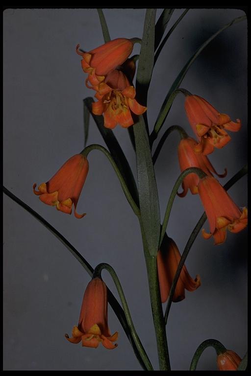 Image of scarlet fritillary