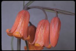 Image of scarlet fritillary